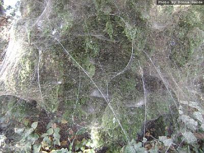 huge spider web