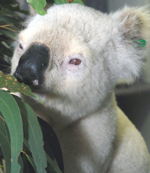 albino baby koala