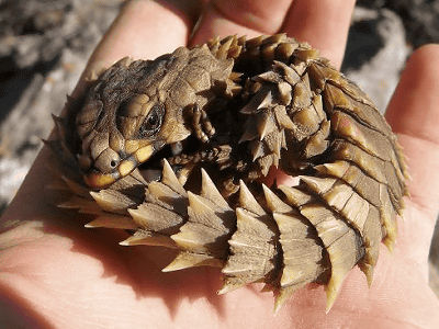 Armadillo lizard hot sale pet