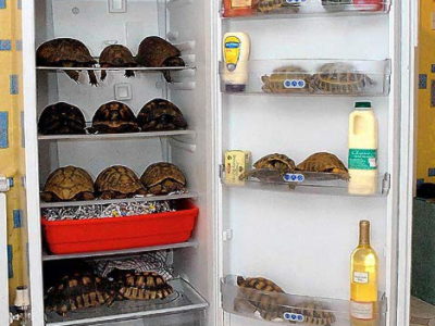 冷蔵庫で75匹の冬眠する亀を保管するおばさん Gigazine