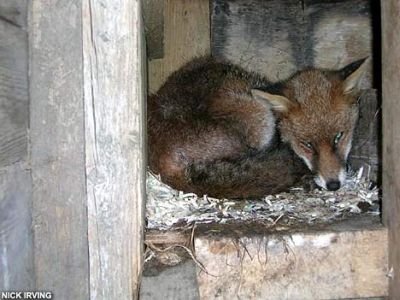 小屋から逃走せず居座ったバジル。悪そうな顔で ...