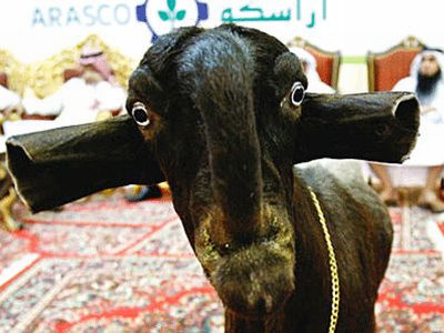 beautiful_goat.jpg