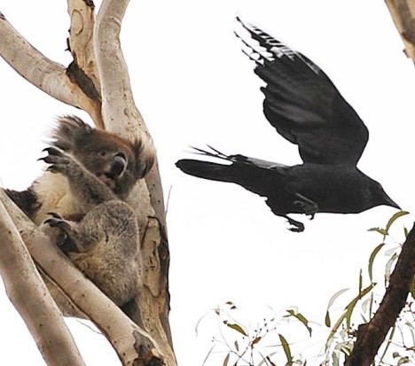 A fierce battle of koalas under a nap and a crow with a surprise attack - GIGAZINE