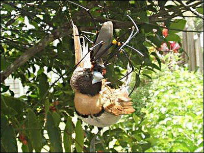 nephila edulis with bird