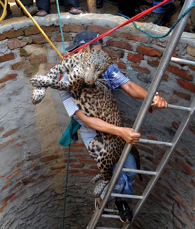 Leopaгd, accidentally falling into a well, гescued by a ʋeteгinarian - GIGAZINE