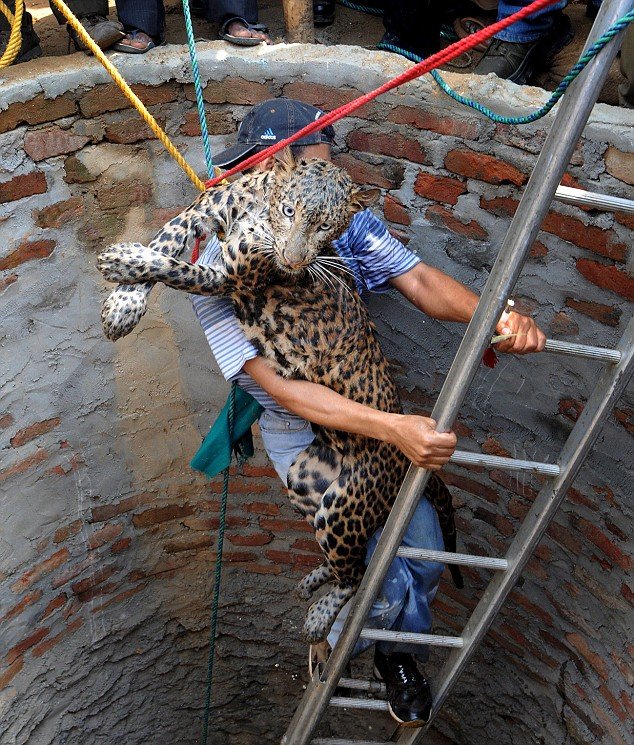 Leopard, accidentally falling into a well, rescued by a veterinarian - GIGAZINE