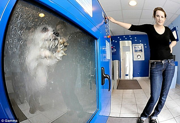 dog shampoo machine