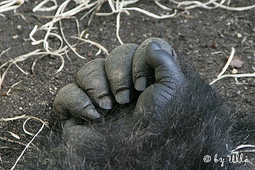 機能的かつ神秘的な動物の手と指の画像 GIGAZINE