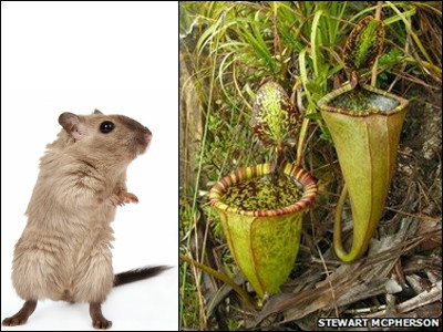 ネズミも溶かしてしまう肉食っぷり フィリピンで発見された巨大食虫植物 Gigazine