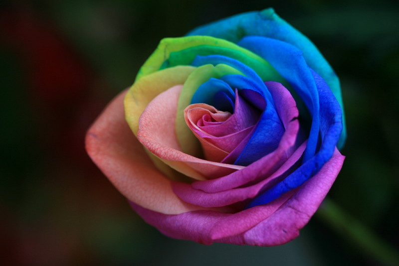 Rainbow Rose Of Unusual Rainbow Color And How To Dye Beautiful Flowers That Can Be Done At Home Gigazine