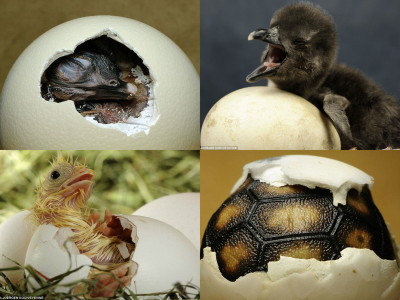 Photographs capturing the baby of an animal breaking the egg shell and  coming out to the outside world. - GIGAZINE