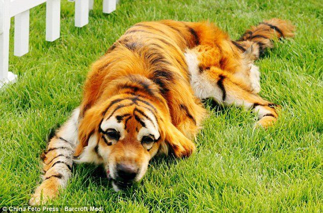 dog that looks like a tiger