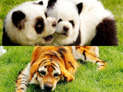 are there dogs that look like pandas