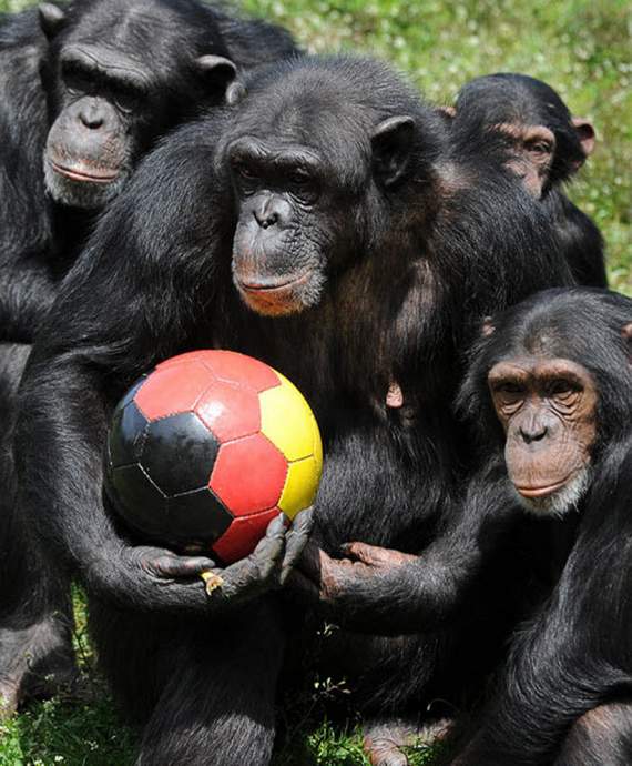 Cute animals playing football just like the World Cup - GIGAZINE
