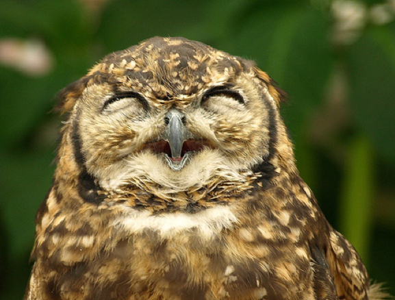 cute owl face