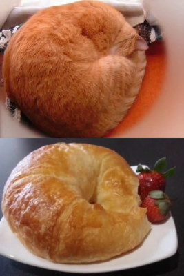 http://i.gzn.jp/img/2010/09/22/cats_and_croissants/cat16.jpg