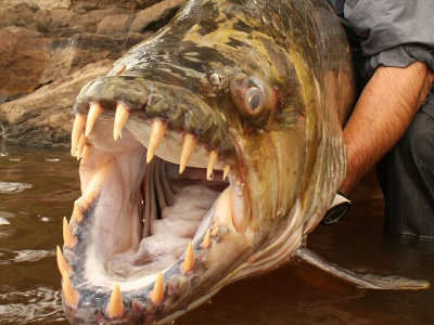 Giant piranha deals