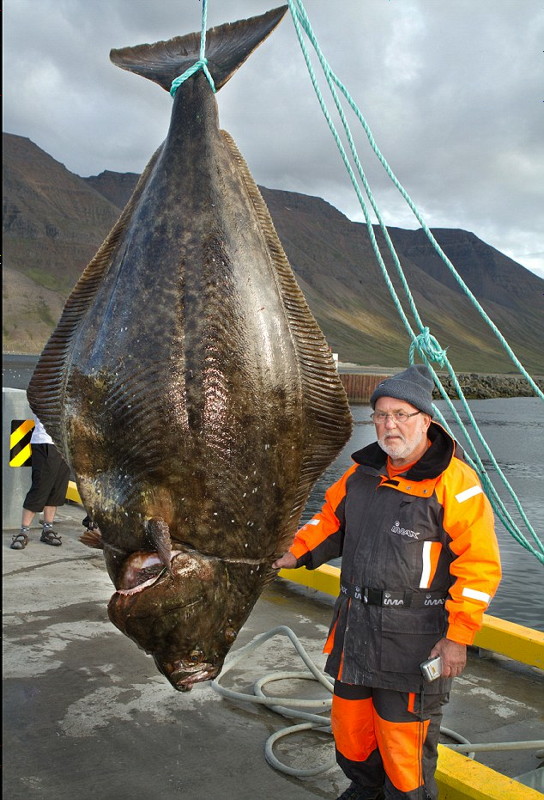 70歳の釣り人、極寒の海で体長2.5mのオヒョウを ...