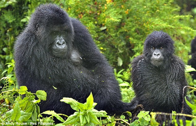 Looks like this, gorilla's cute dirty hair got wet with morning
