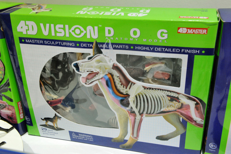4D Vision Animal Rat (Full Skeleton