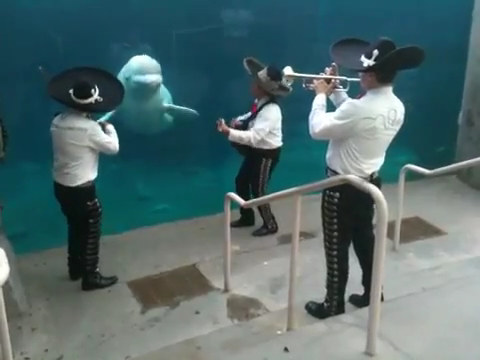 Juno the Beluga, Zola the Gorilla, More Musical Mammals: Watch Video