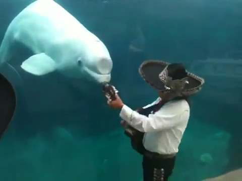 Juno the Beluga, Zola the Gorilla, More Musical Mammals: Watch Video