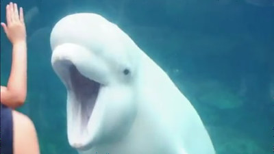 beluga whale dancing