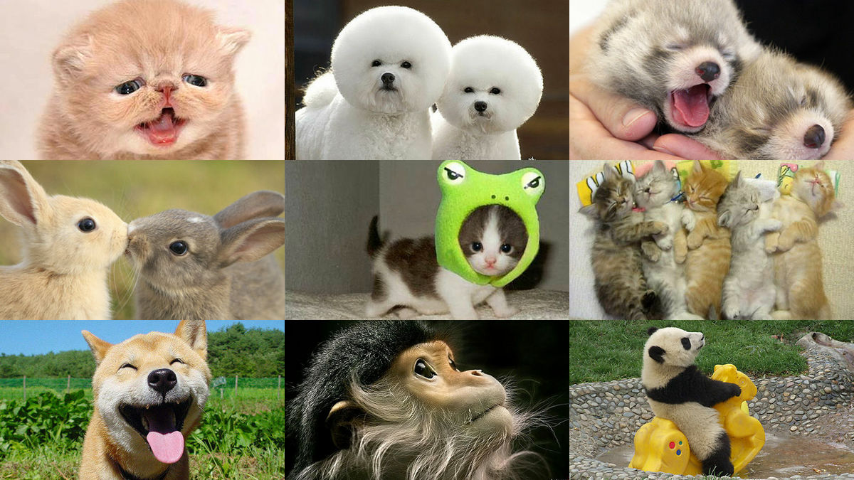かわいくてキュートなネコ イヌ ウサギなどの動物写真を世界中から集めた Cutest Paw Gigazine