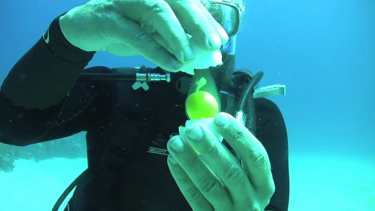 海中で卵を割る実験  