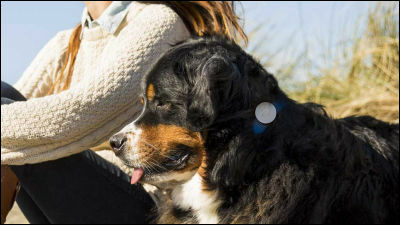 首輪に装着して愛犬の行動や健康状態をいつでもスマホで管理できる Whistle Gigazine