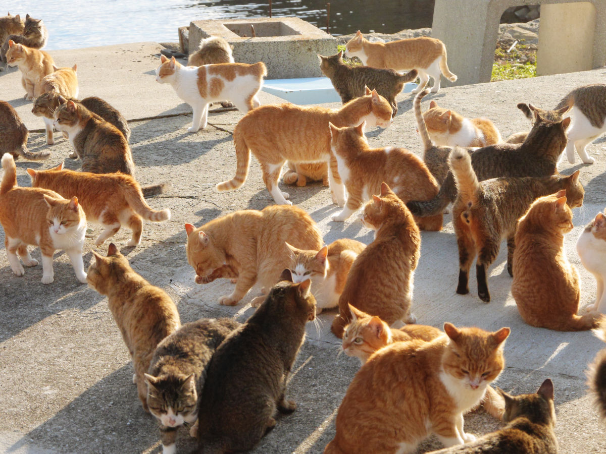 Best Time to See Aoshima (Cat Island) in Japan 2024 