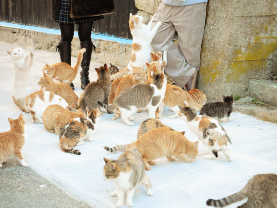 Cat lover? Try a trip to Aoshima Island, Ozu Japan