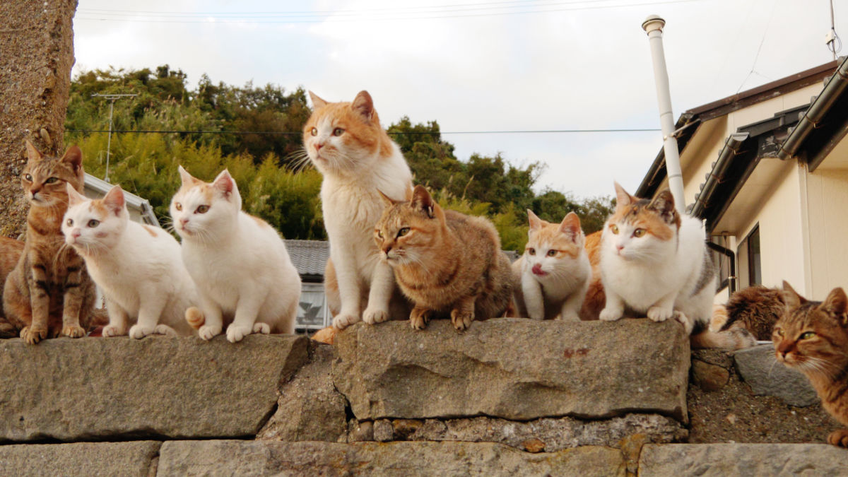 Aoshima Island has 100 cats, and we photographed almost all of them