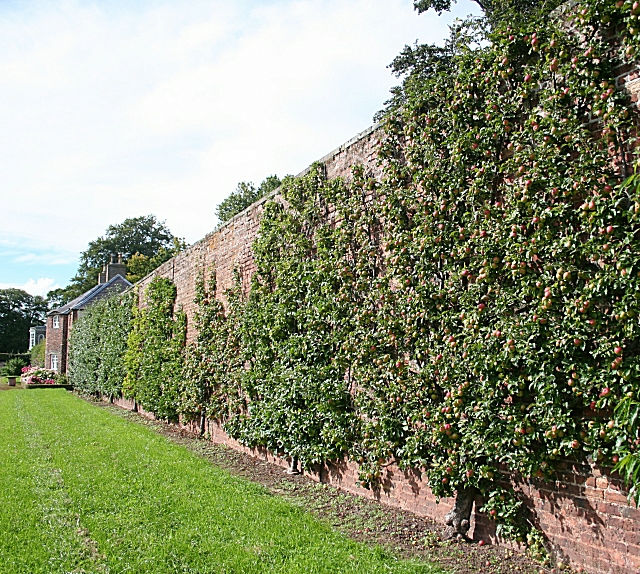Agriculture Fruit Wall Using The Walls In The Street That Had Been Done In The 1600s - Gigazine