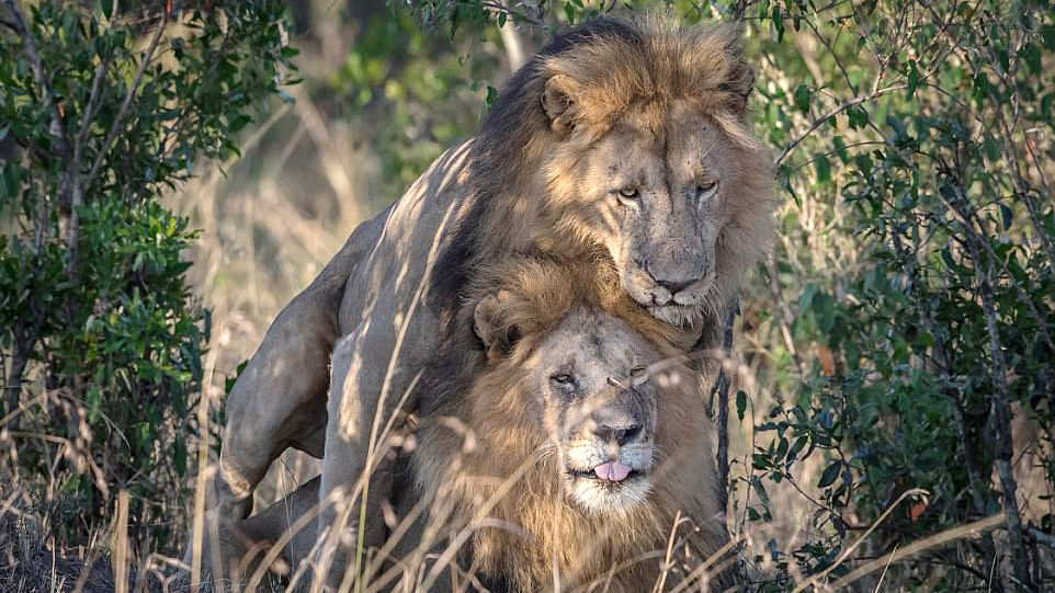 ライオンの世界にも「性の多様性」、仲むつまじく寄り添う2頭の野生オスライオンがケニアで目撃される Gigazine