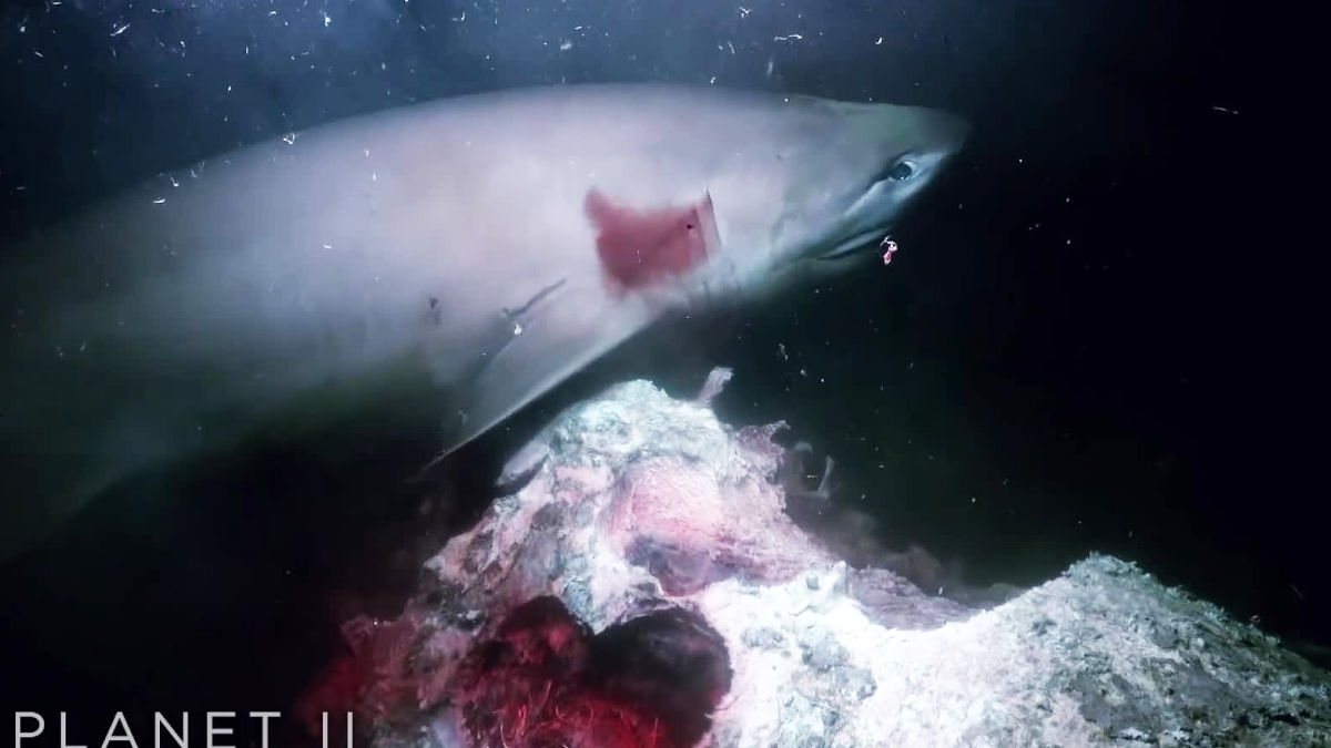 An Image Like A Panic Movie That Sharks Flock Attacks Submarines Without Escape At 700 M Depth Gigazine