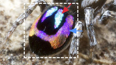 How Peacock Spiders Make Rainbows on Their Backsides, Smart News