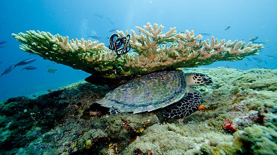 サンゴ礁の白化現象が世界中の海でまん延 もう元には戻せない という専門家も Gigazine