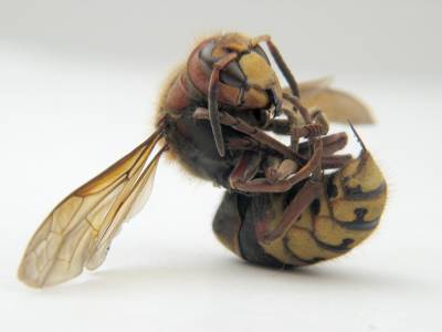 日本のスズメバチvsヨーロッパのミツバチ のムービー Gigazine