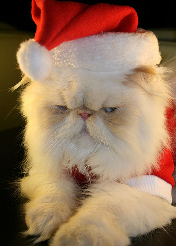 サンタ帽を被った猫の写真あれこれ Gigazine
