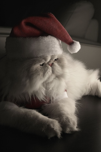 サンタ帽を被った猫の写真あれこれ Gigazine