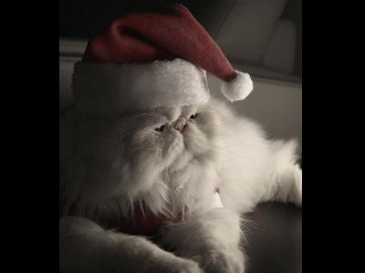 サンタ帽を被った猫の写真あれこれ - GIGAZINE