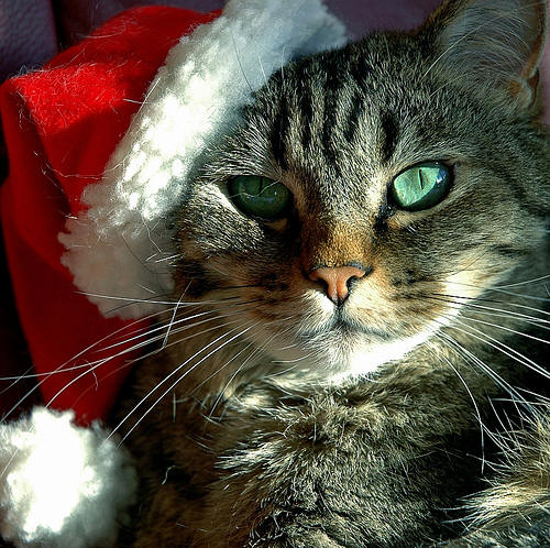 サンタ帽を被った猫の写真あれこれ - GIGAZINE