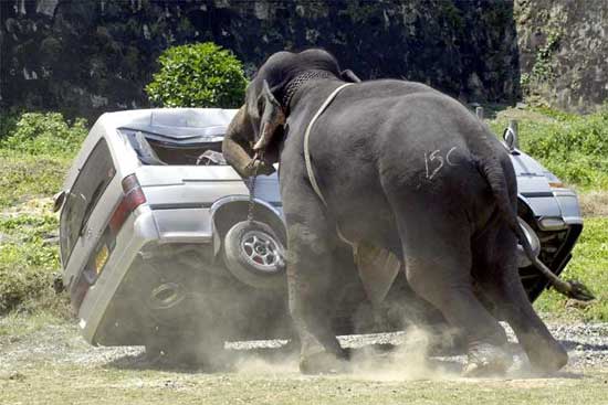 普段は穏やかな動物のはずの象が人に襲いかかってくるムービー Gigazine