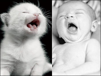 そっくりなポーズをとっている人間の赤ん坊と子猫 Gigazine