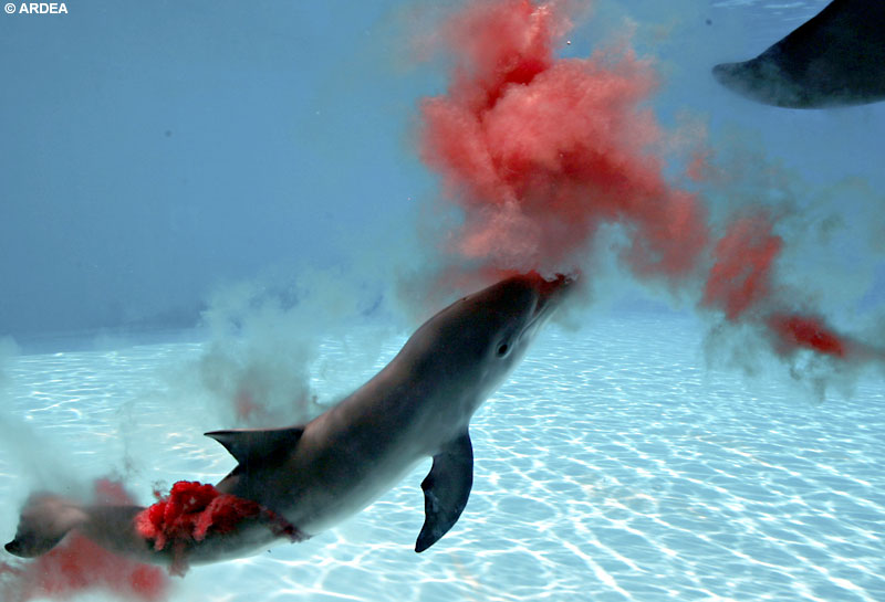 イルカの出産を鮮明にとらえた貴重な写真 Gigazine