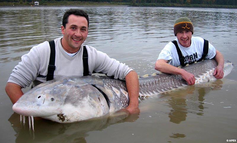 体重226kg 齢100歳の巨大魚が釣り上げられる Gigazine