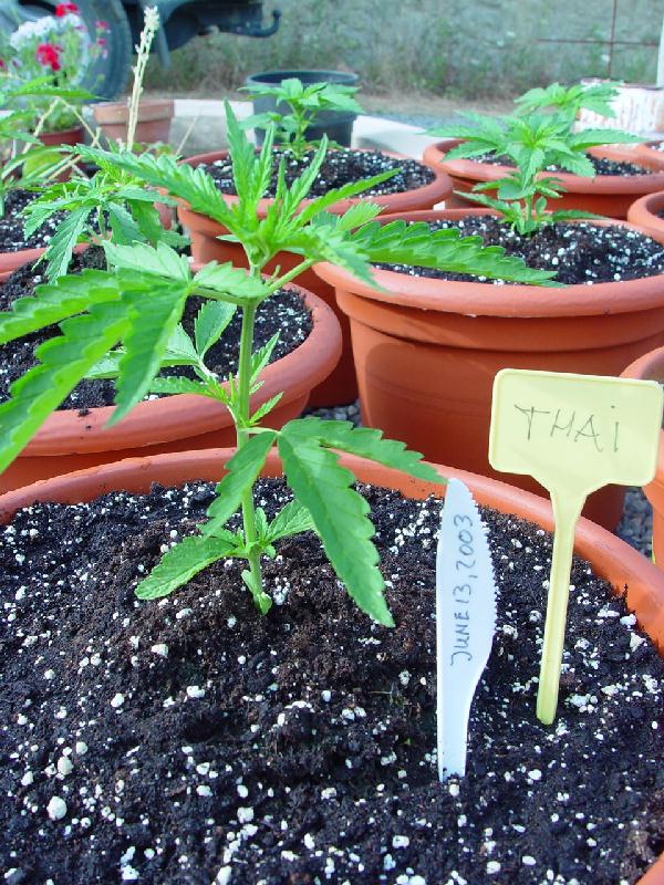 タイから麻の種を取り寄せて栽培し 乾燥大麻を作るまでの観察日記 Gigazine