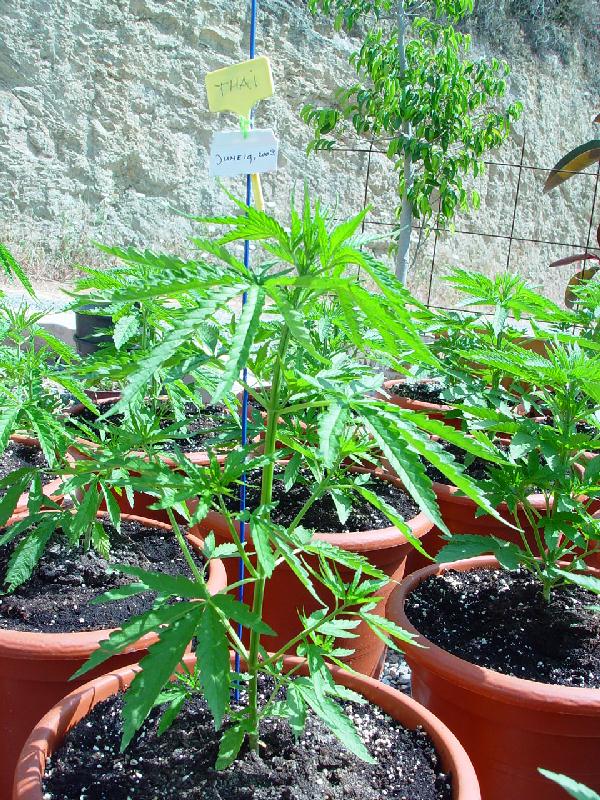 タイから麻の種を取り寄せて栽培し 乾燥大麻を作るまでの観察日記 Gigazine