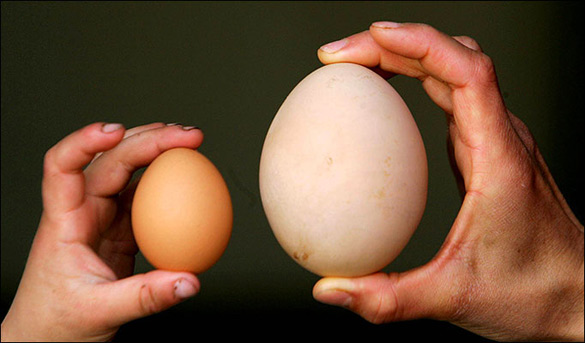 An egg that is four times as large as a normal chicken born.